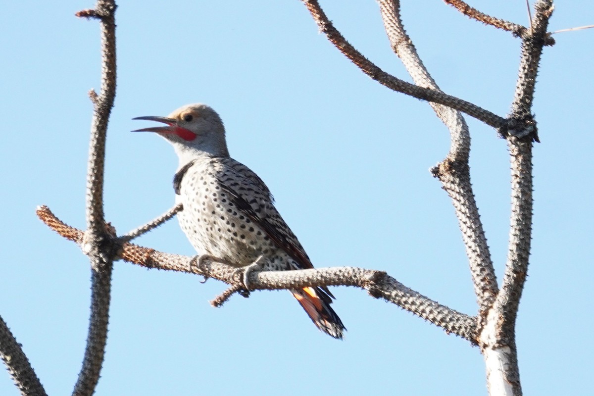 Northern Flicker - Kristy Dhaliwal