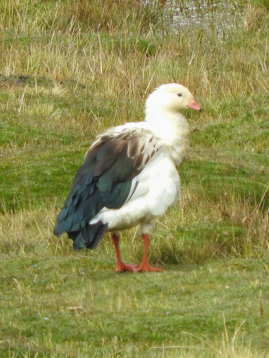 Andean Goose - ML621393214