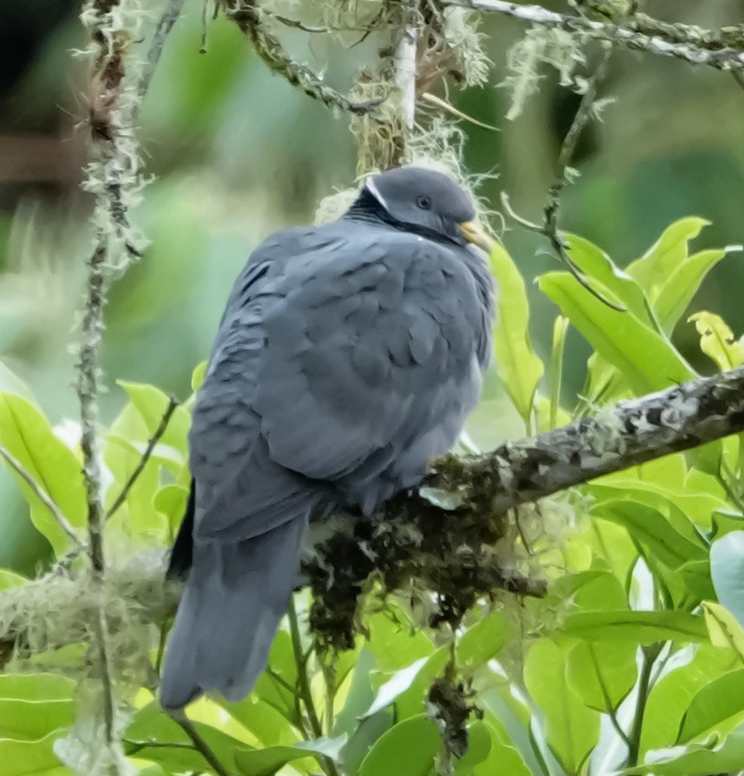 Band-tailed Pigeon - ML621393233