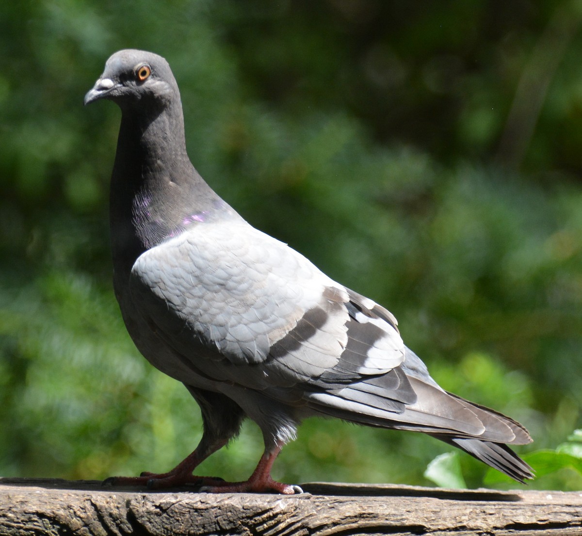 Сизый голубь (Одомашненного типа) - ML621393263