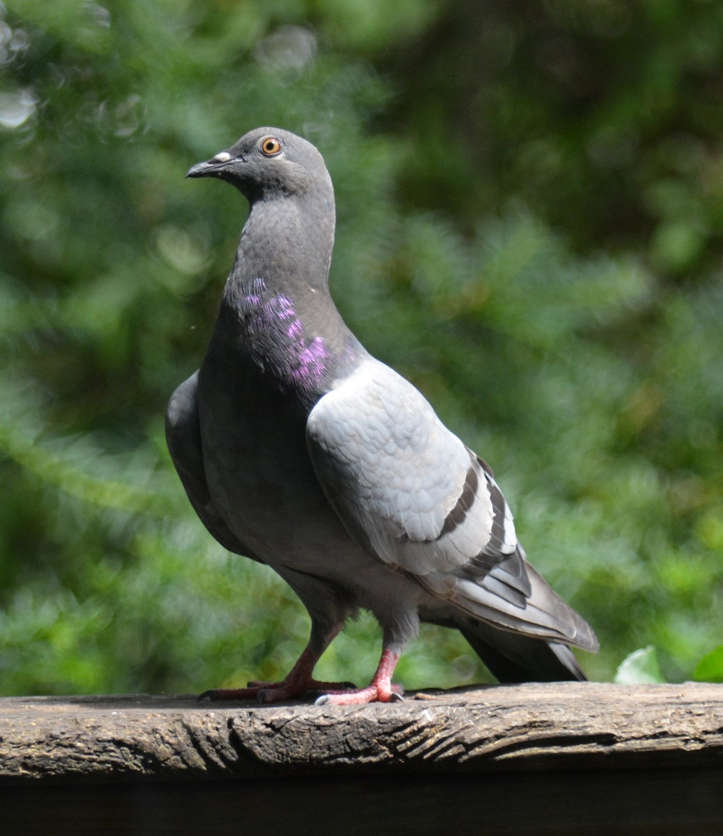 Rock Pigeon (Feral Pigeon) - ML621393267