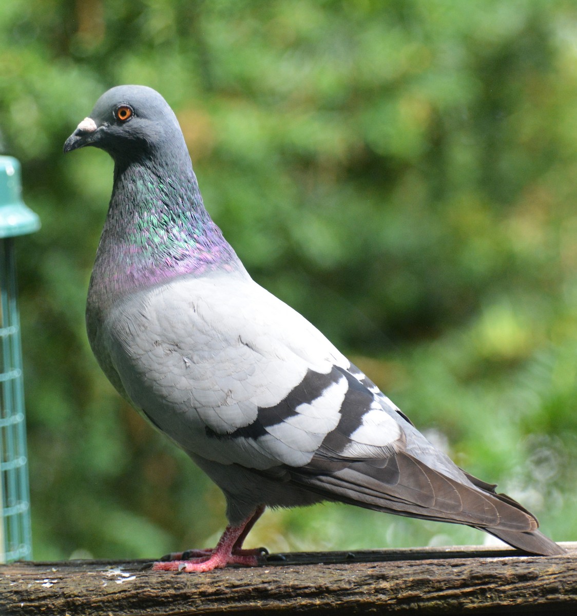 Pigeon biset (forme domestique) - ML621393271