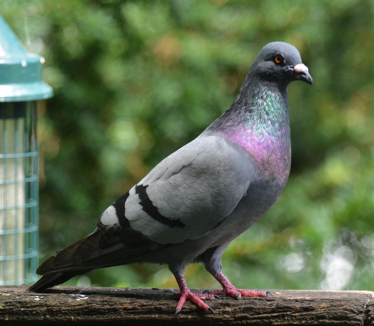 Rock Pigeon (Feral Pigeon) - ML621393272
