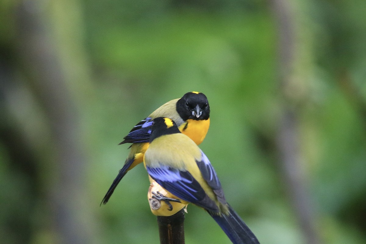 Black-chinned Mountain Tanager - ML621393278