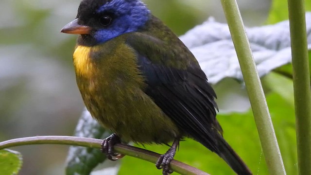 Moss-backed Tanager - ML621393283