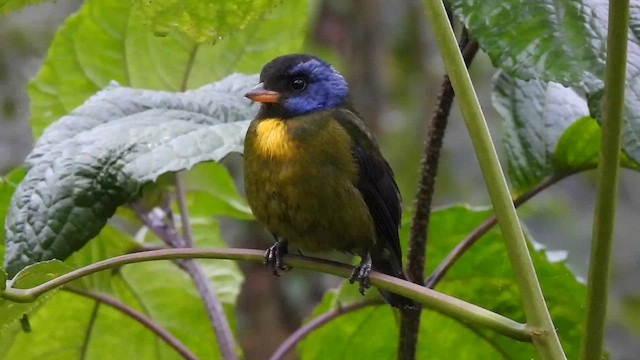 Moss-backed Tanager - ML621393284