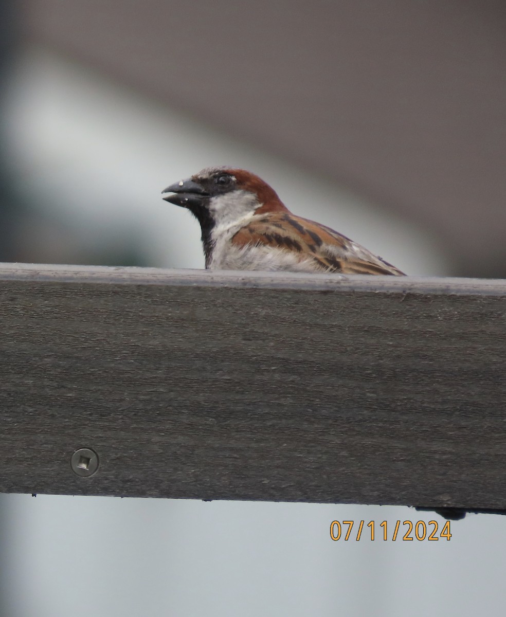 House Sparrow - ML621393318