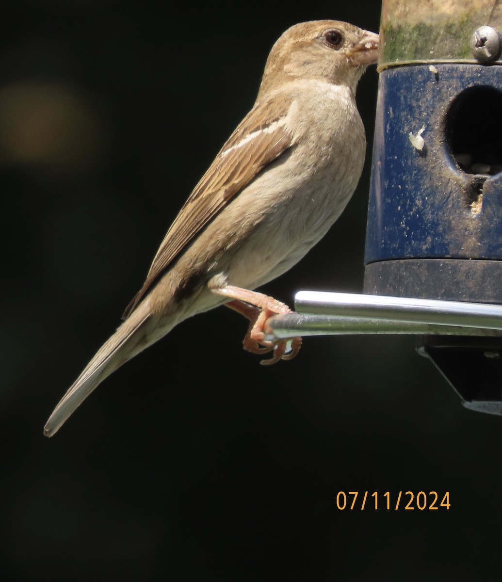House Sparrow - ML621393319