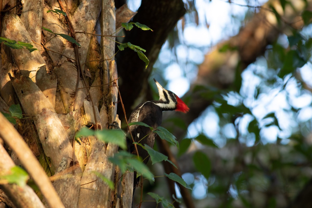 Pileated Woodpecker - ML621393328