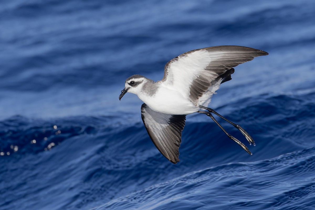 White-faced Storm-Petrel - ML621393329