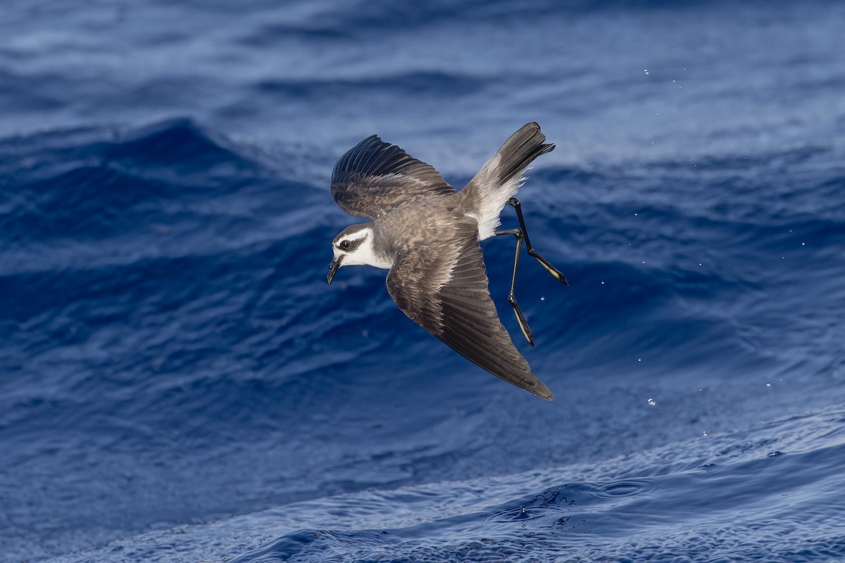 White-faced Storm-Petrel - ML621393330
