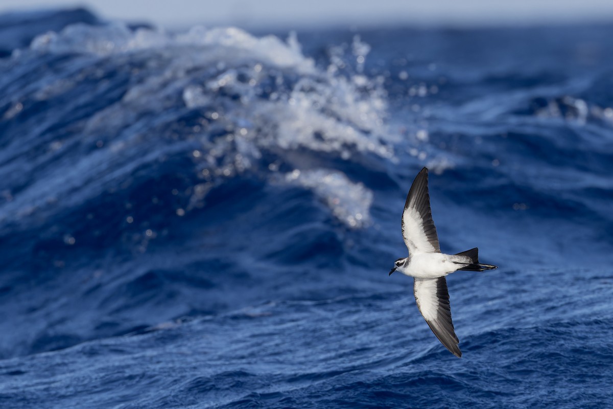 White-faced Storm-Petrel - ML621393331