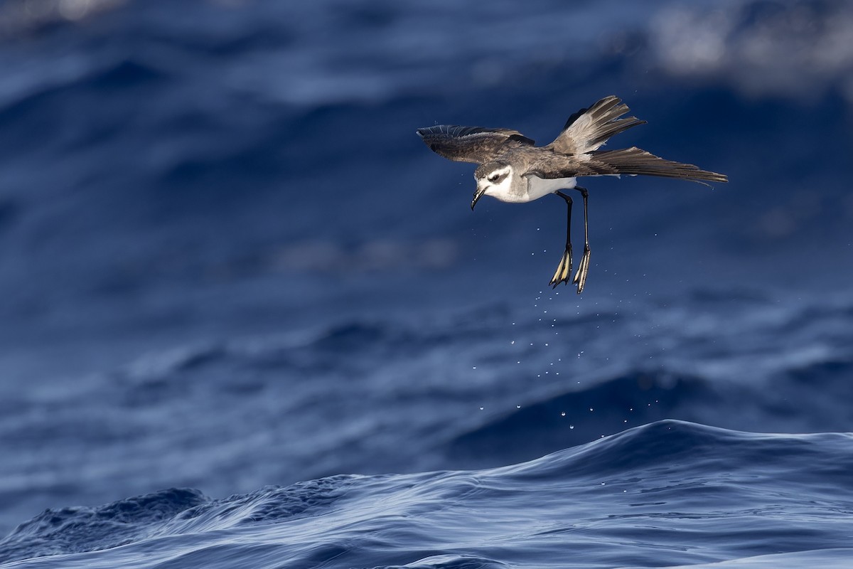 White-faced Storm-Petrel - ML621393332