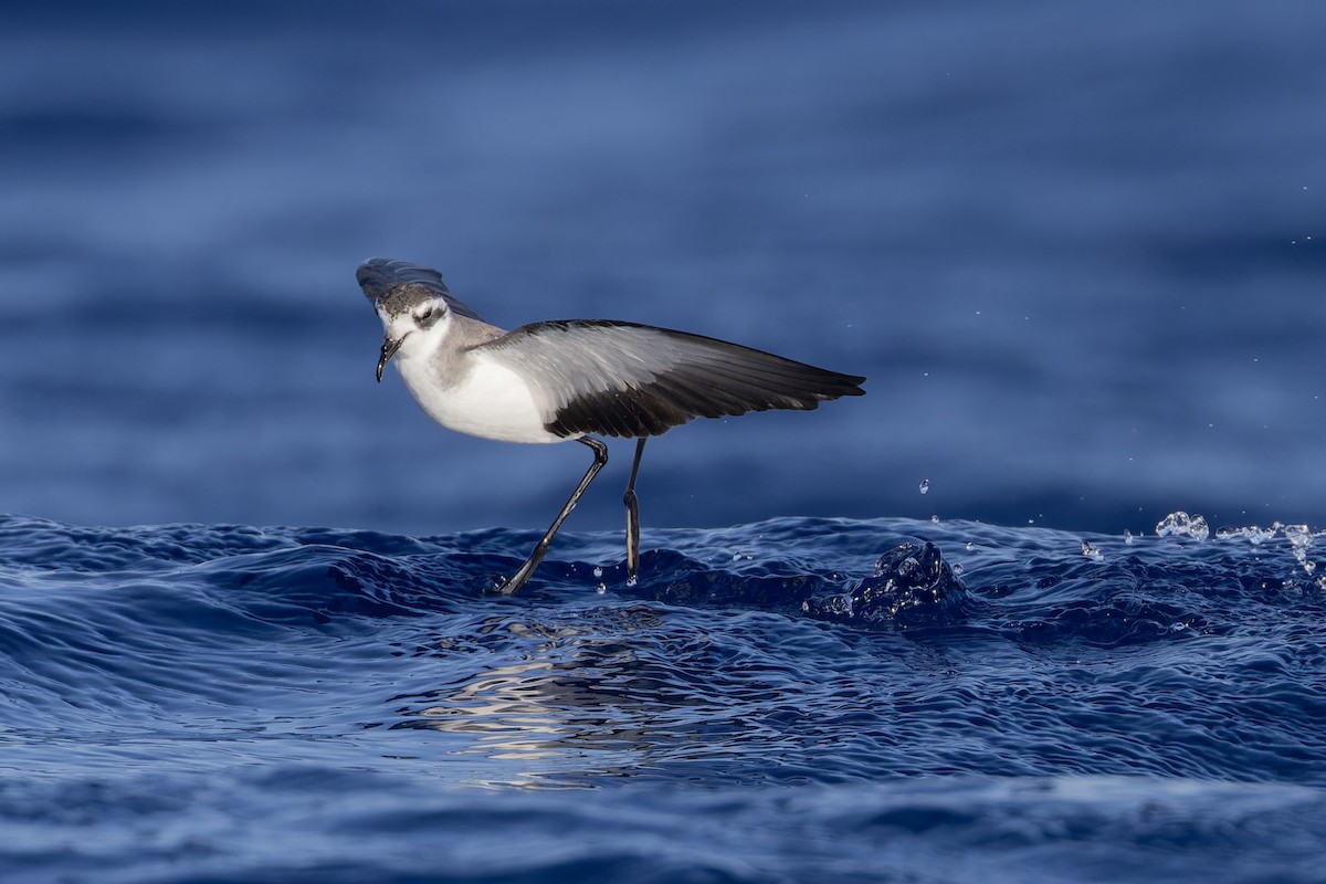 White-faced Storm-Petrel - ML621393333