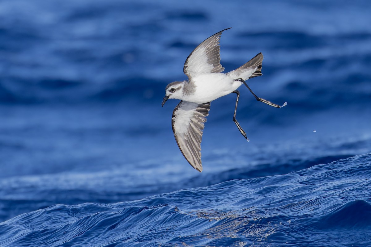 White-faced Storm-Petrel - ML621393334