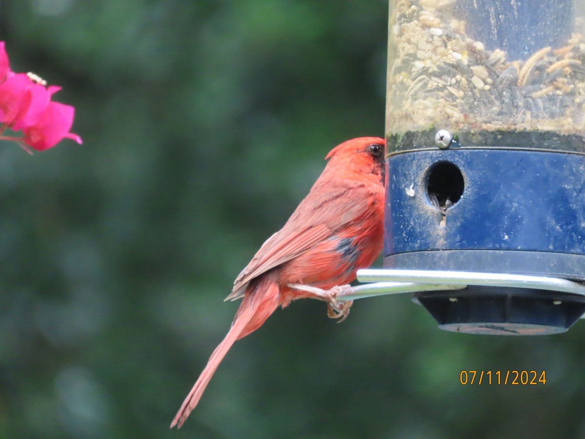 Cardinal rouge - ML621393368