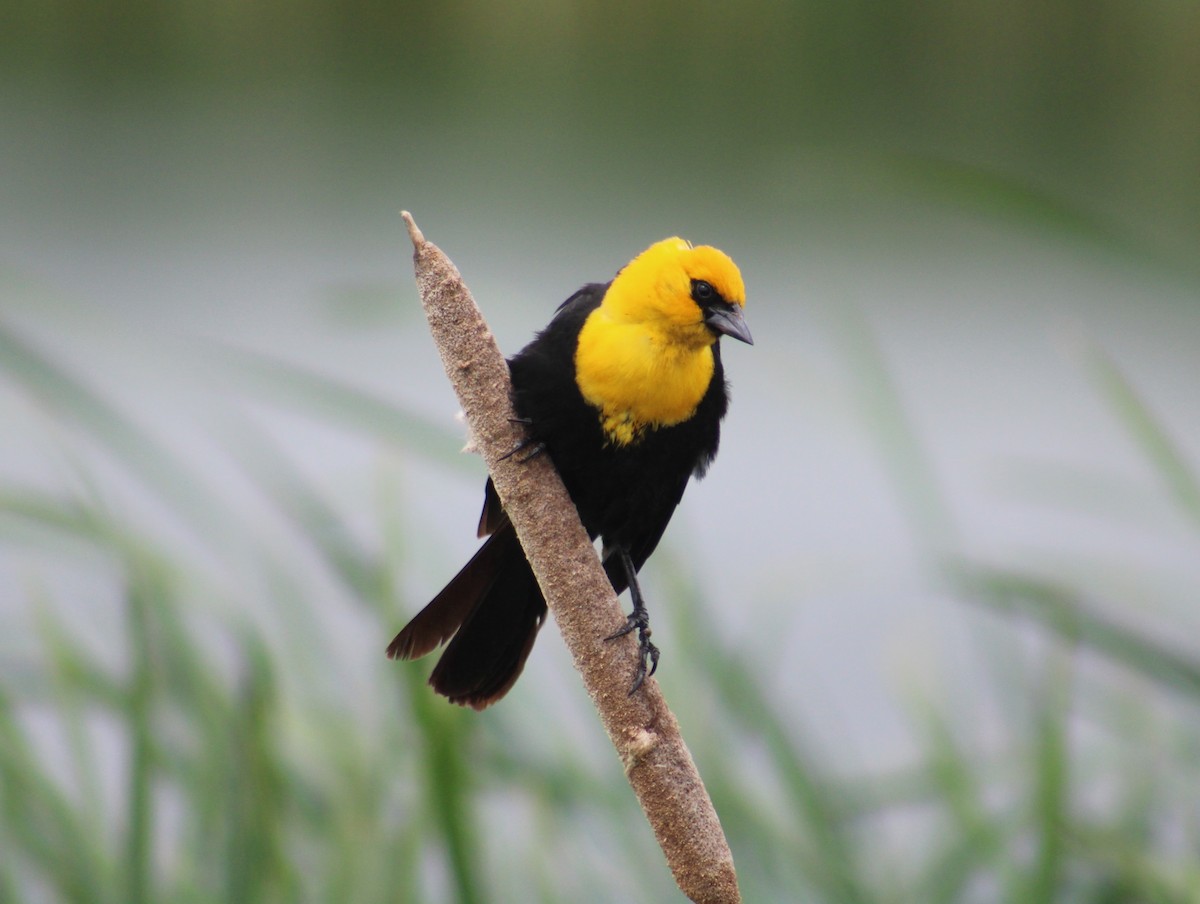 Yellow-headed Blackbird - ML621393383