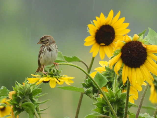 Savannah Sparrow - ML621393396