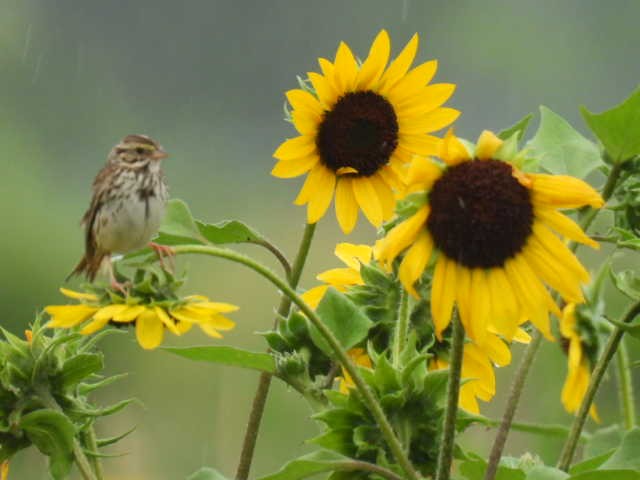 Savannah Sparrow - ML621393398