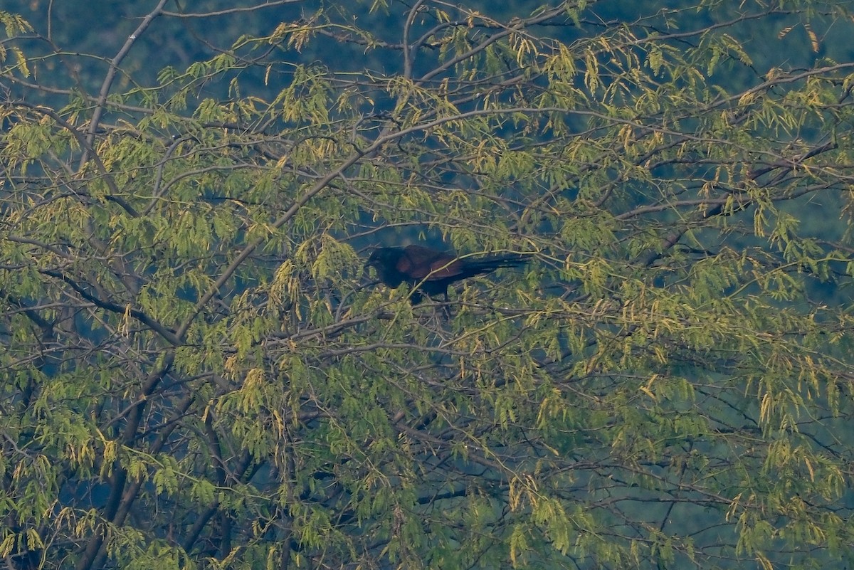 Greater Coucal - ML621393405