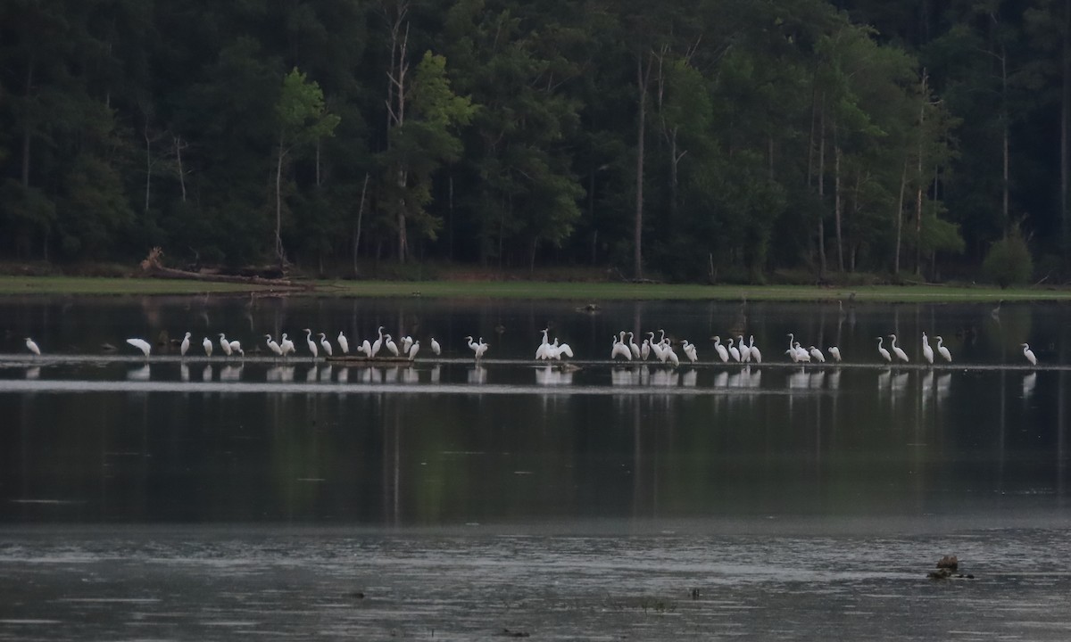 Great Egret - ML621393410