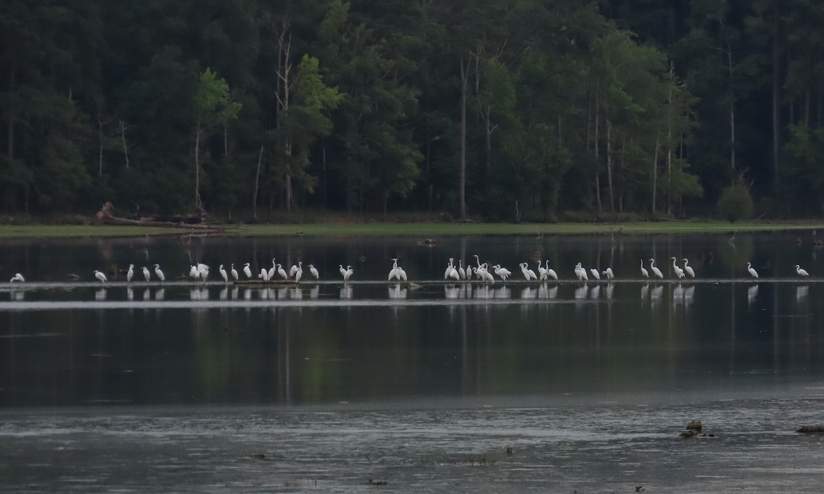 Great Egret - ML621393411