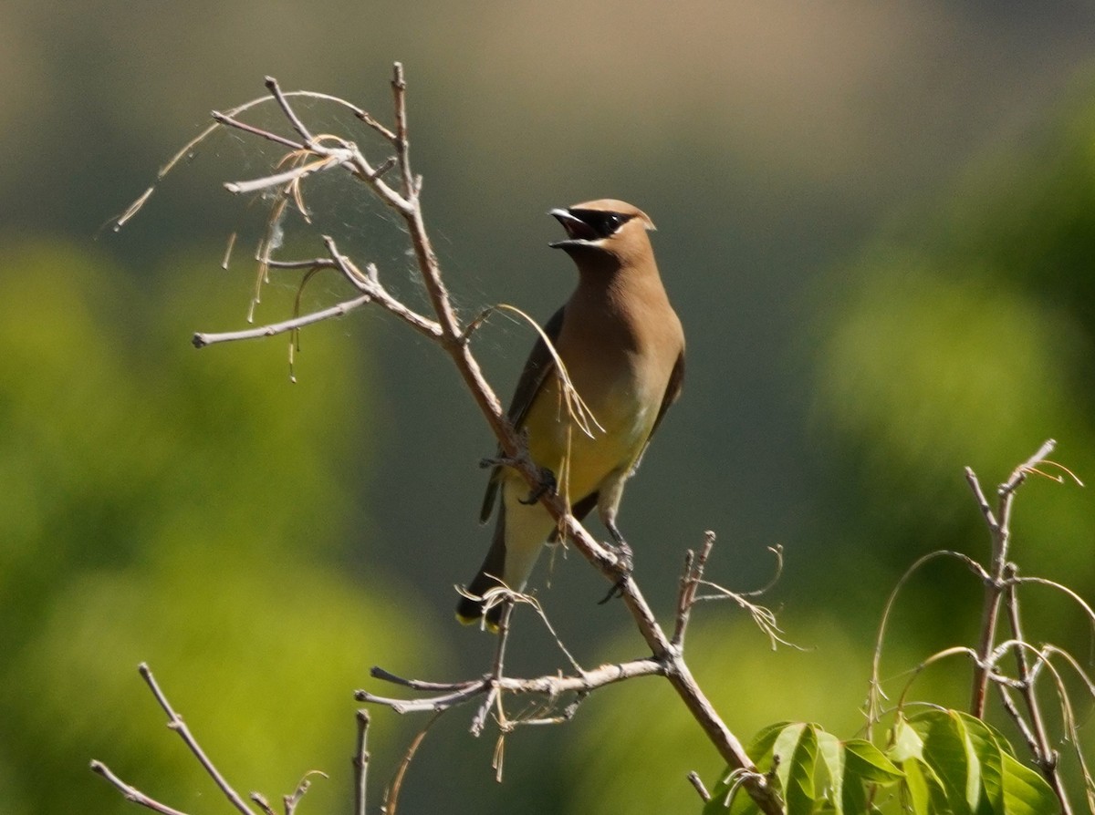 Cedar Waxwing - Kristy Dhaliwal