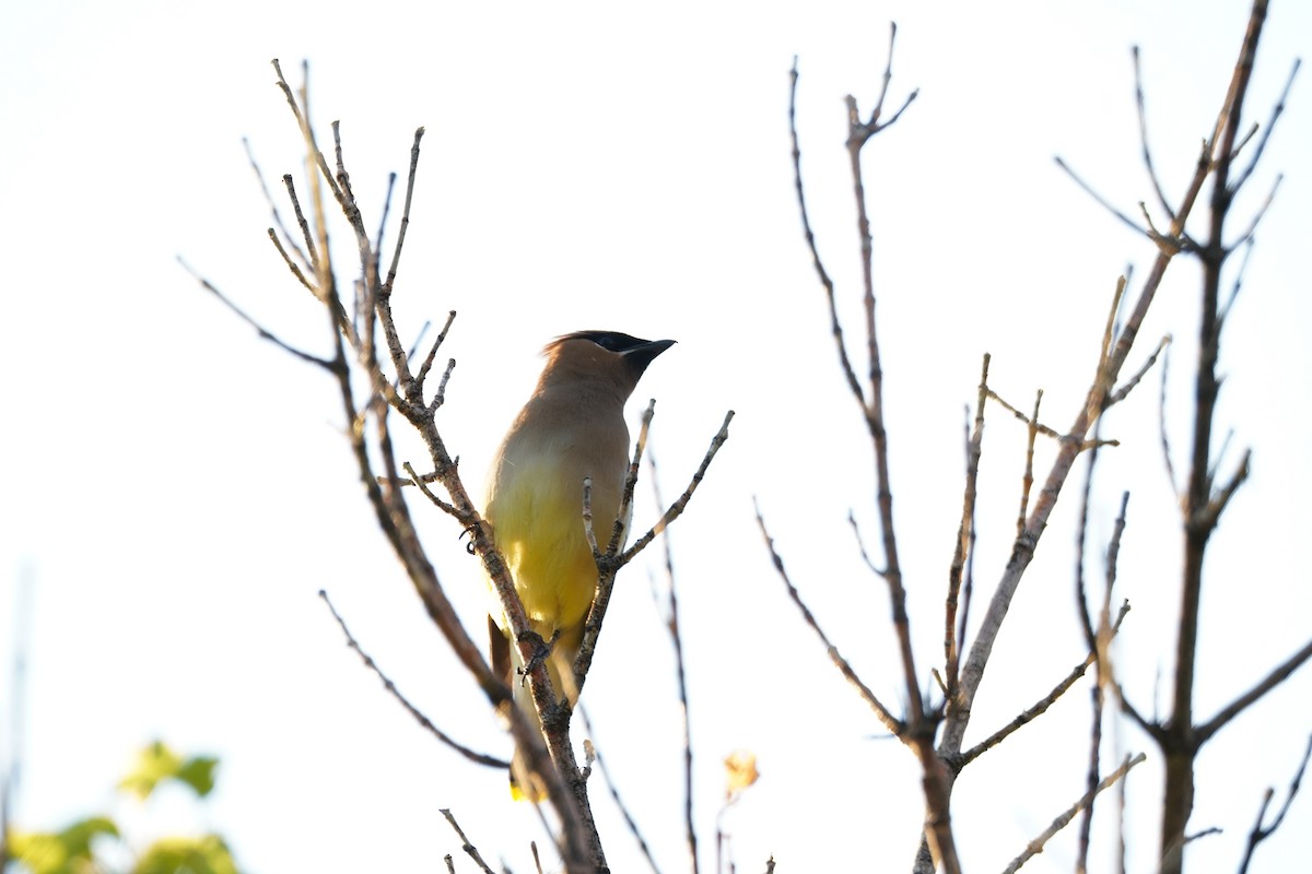 Cedar Waxwing - Kristy Dhaliwal