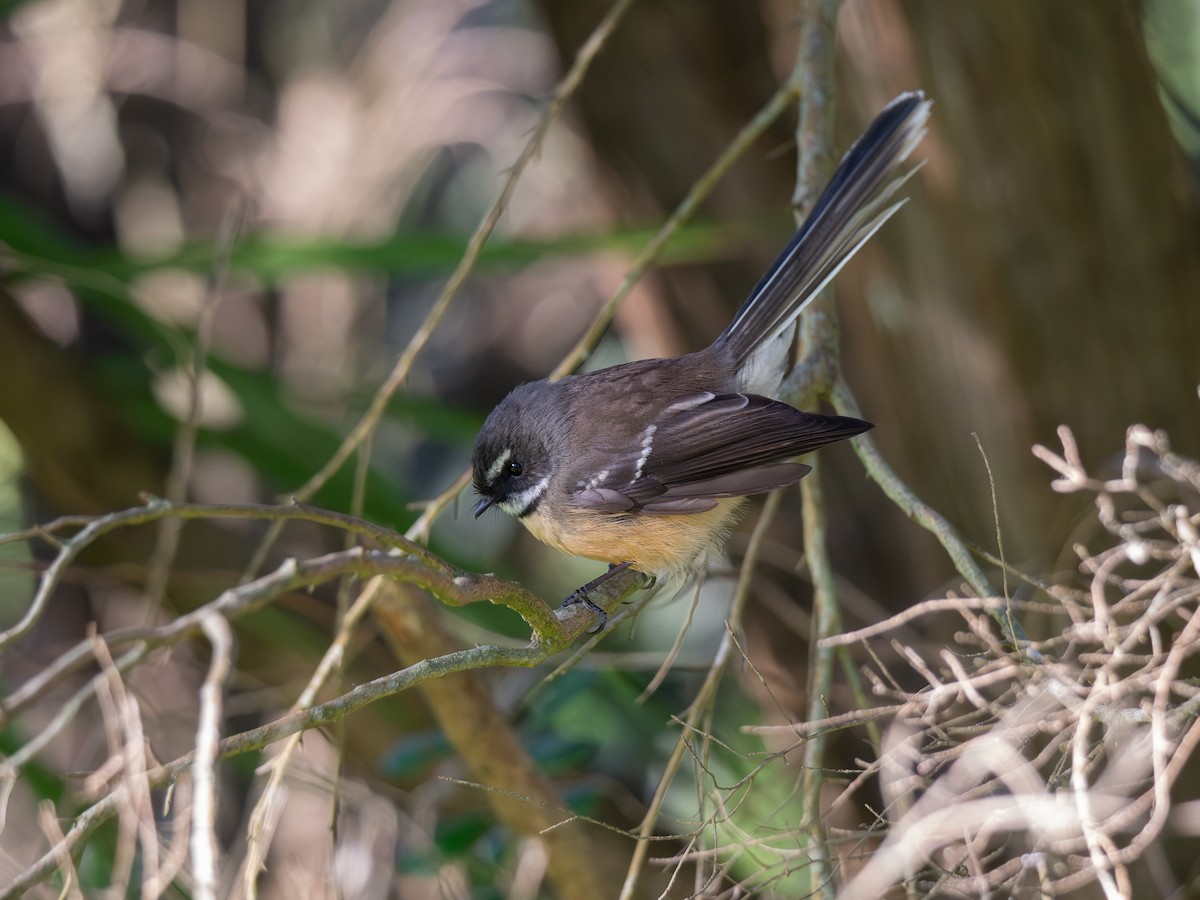 New Zealand Fantail - ML621393457