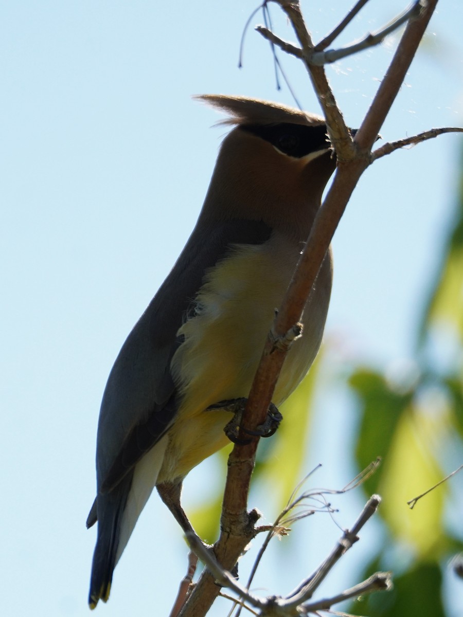 Cedar Waxwing - Kristy Dhaliwal