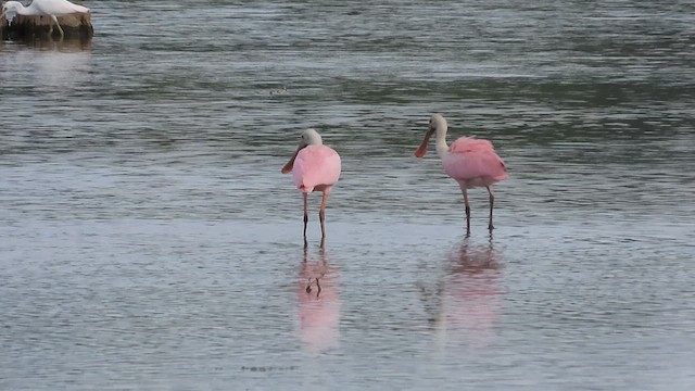 ベニヘラサギ - ML621393519