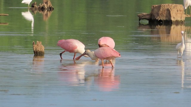 ベニヘラサギ - ML621393520