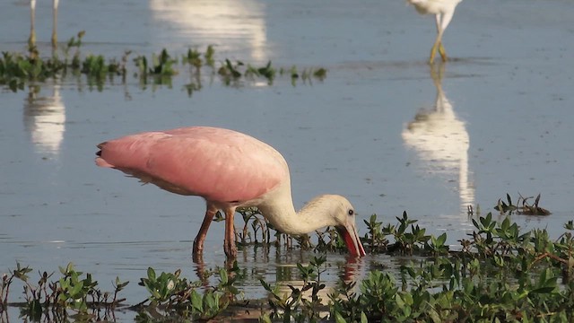 ベニヘラサギ - ML621393524