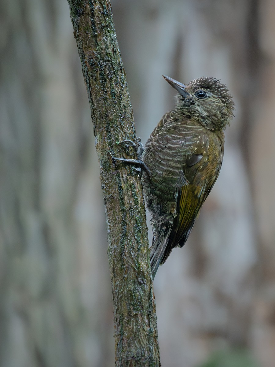 Dot-fronted Woodpecker - ML621393538