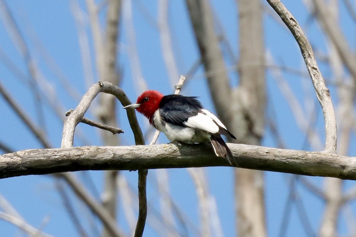Red-headed Woodpecker - ML621393582