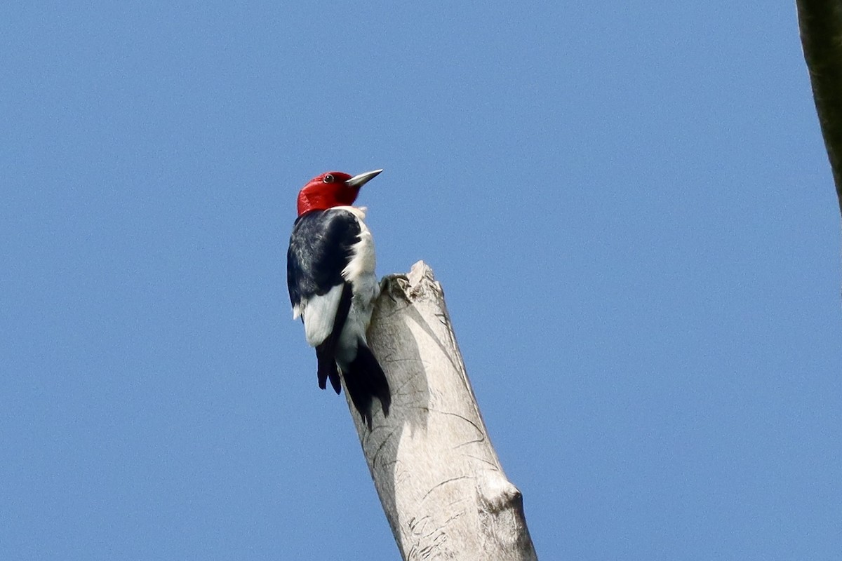Red-headed Woodpecker - ML621393583
