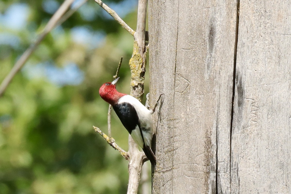 Red-headed Woodpecker - ML621393584