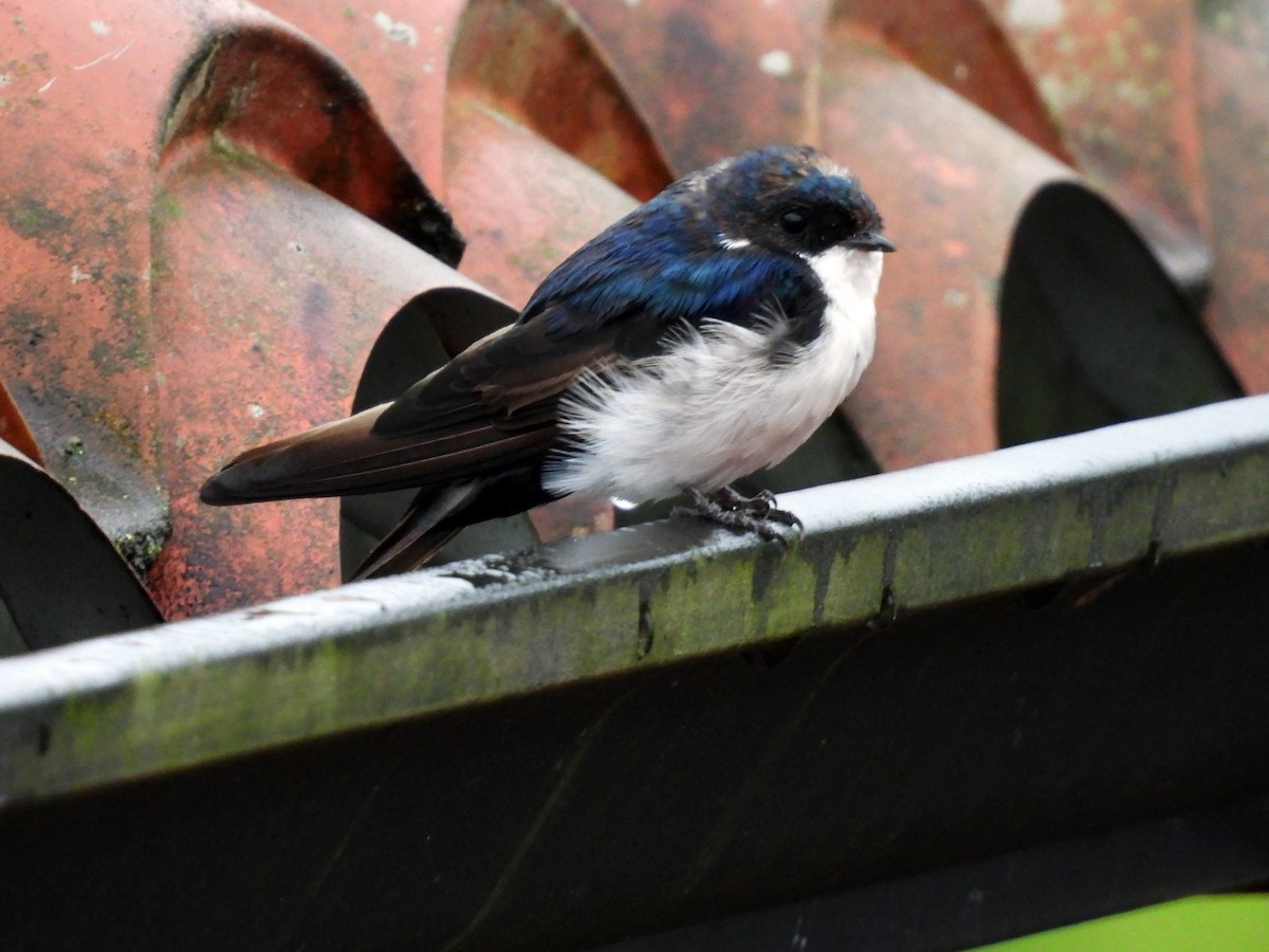 Blue-and-white Swallow - ML621393590