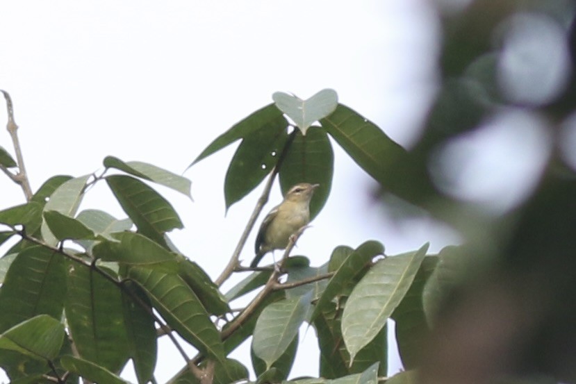 Choco Vireo - John King