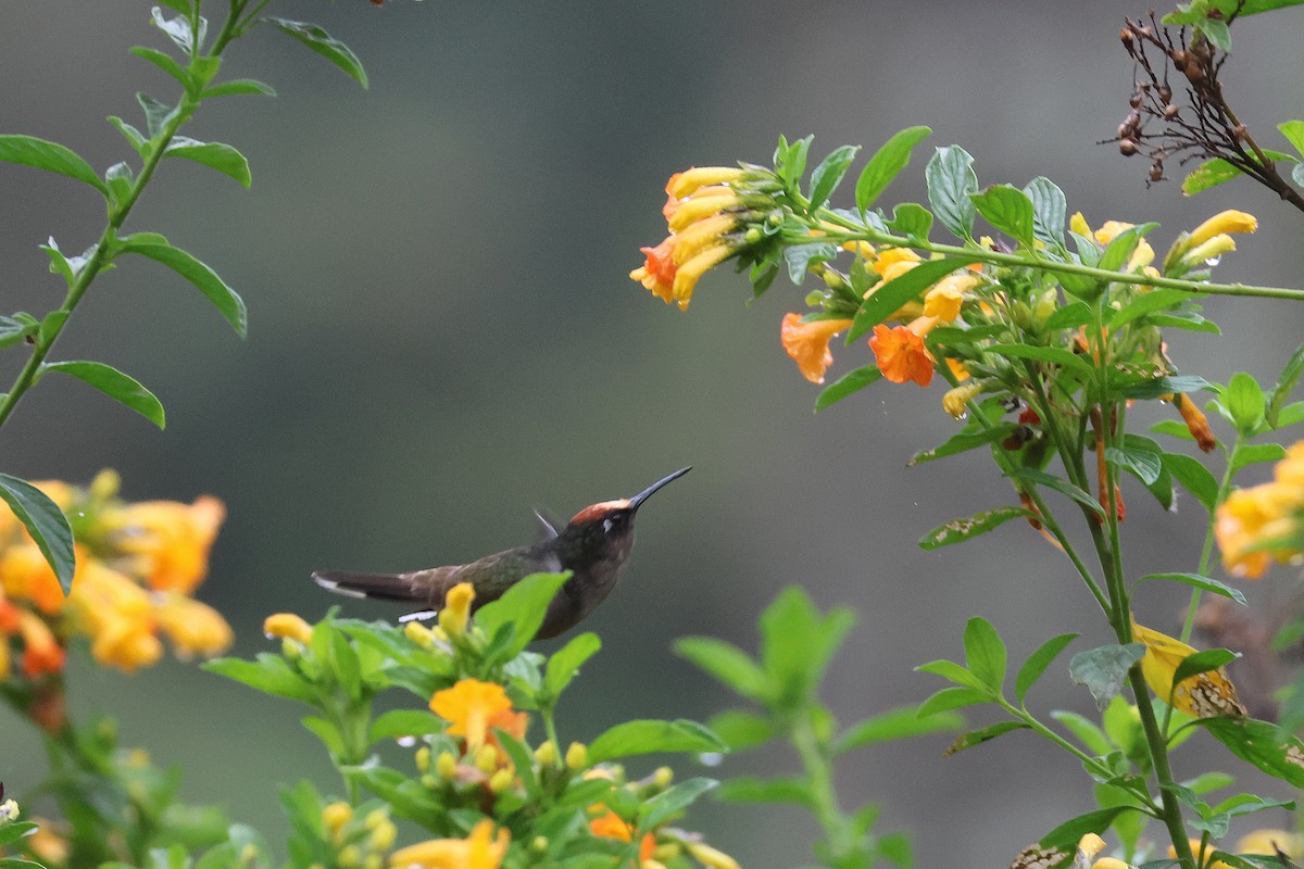 Tolima Blossomcrown - ML621393641