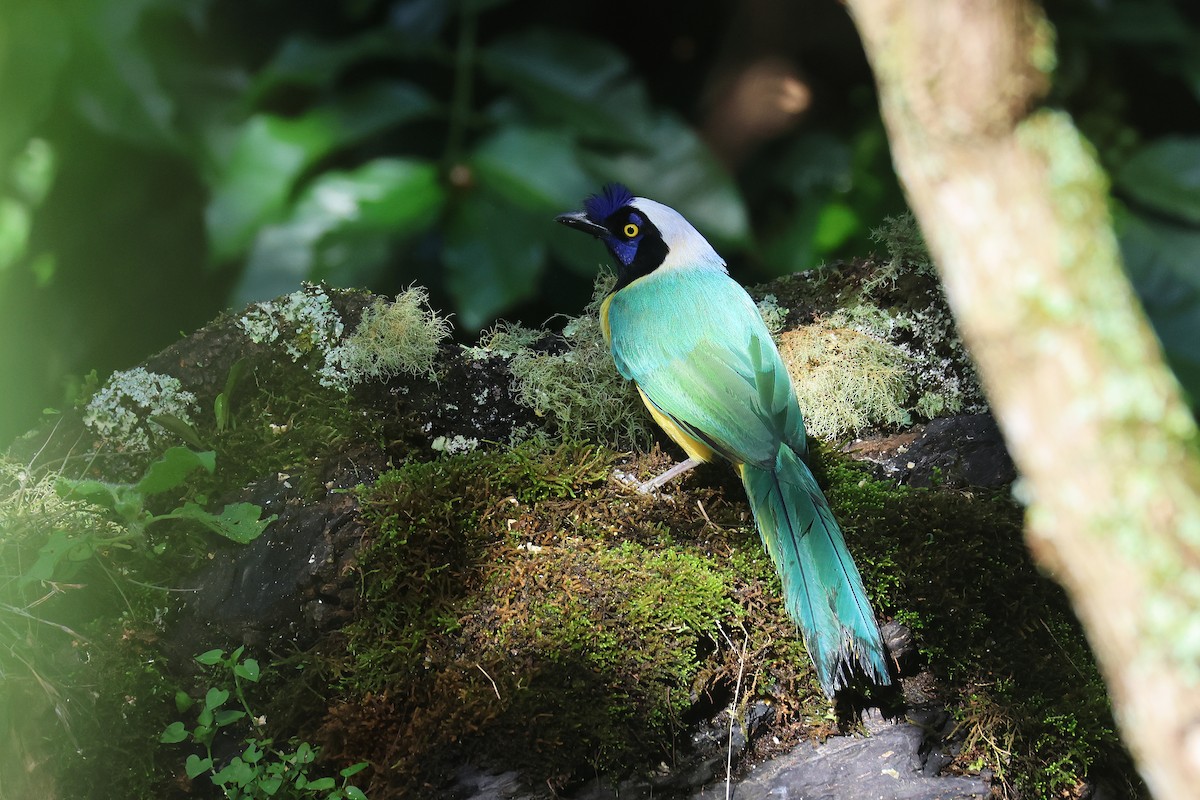 Green Jay - ML621393655