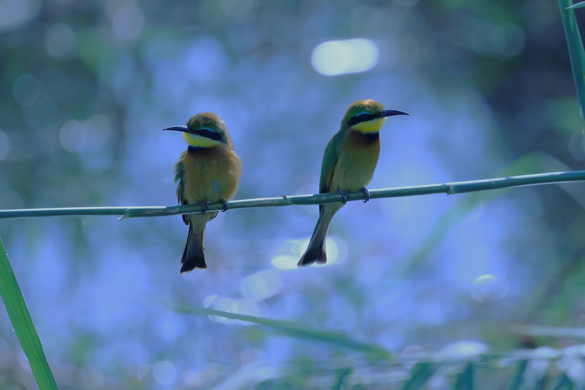 Little Bee-eater - ML621393664