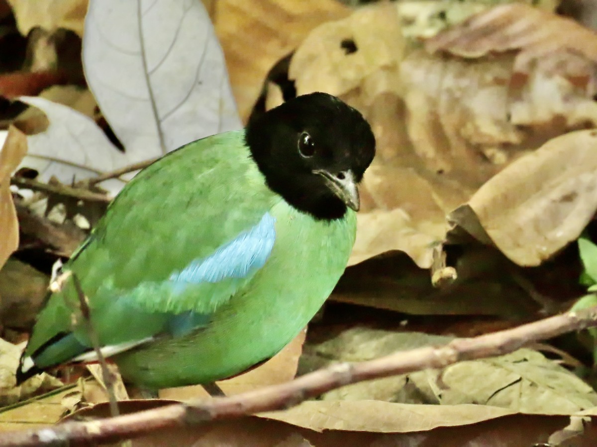 Western Hooded Pitta (Sunda) - ML621393729