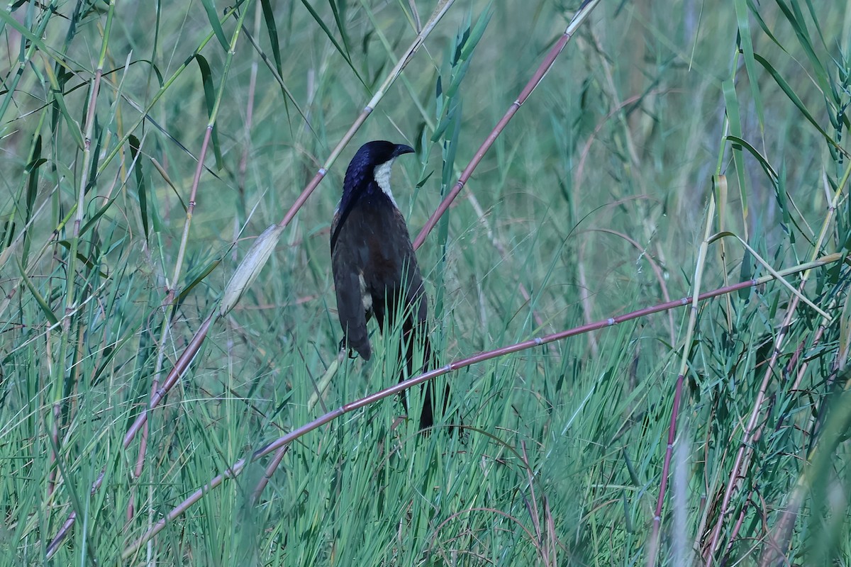 Coppery-tailed Coucal - ML621393731