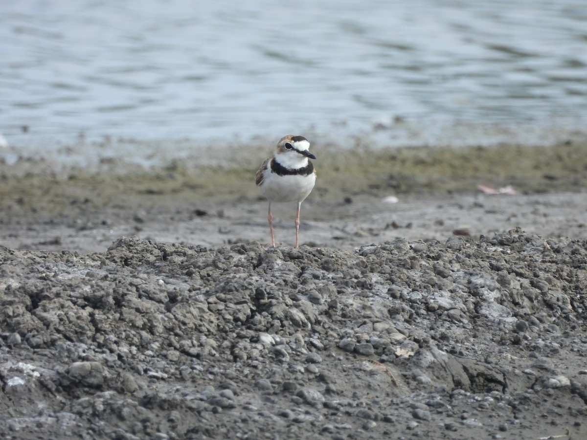 Collared Plover - ML621393736