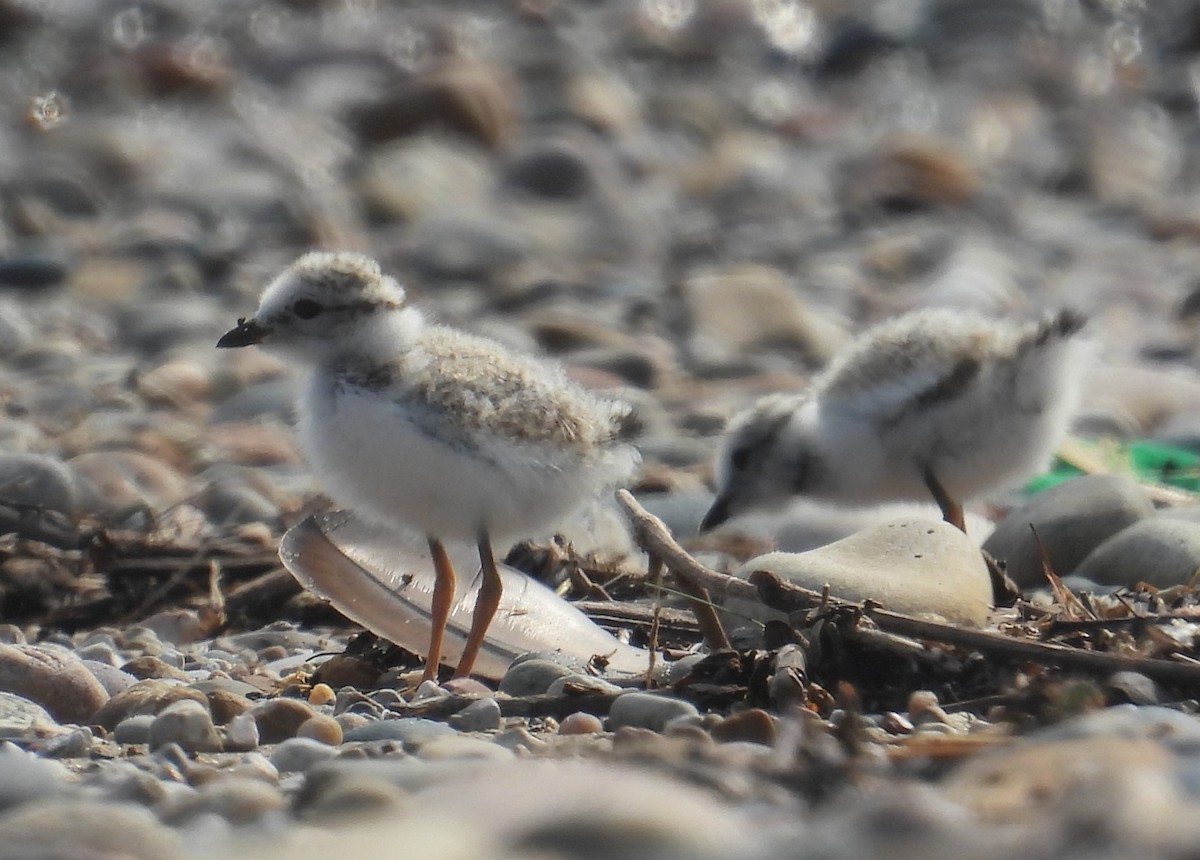Piping Plover - ML621393739