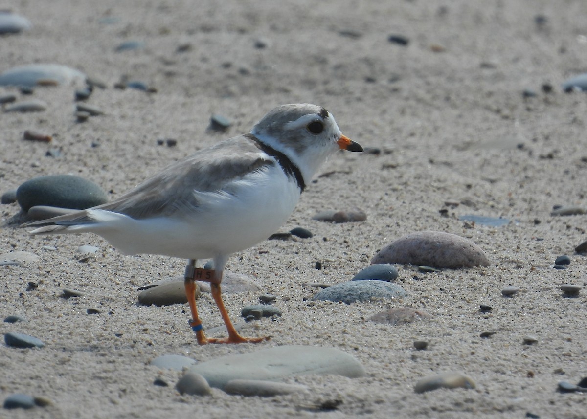 Piping Plover - ML621393740
