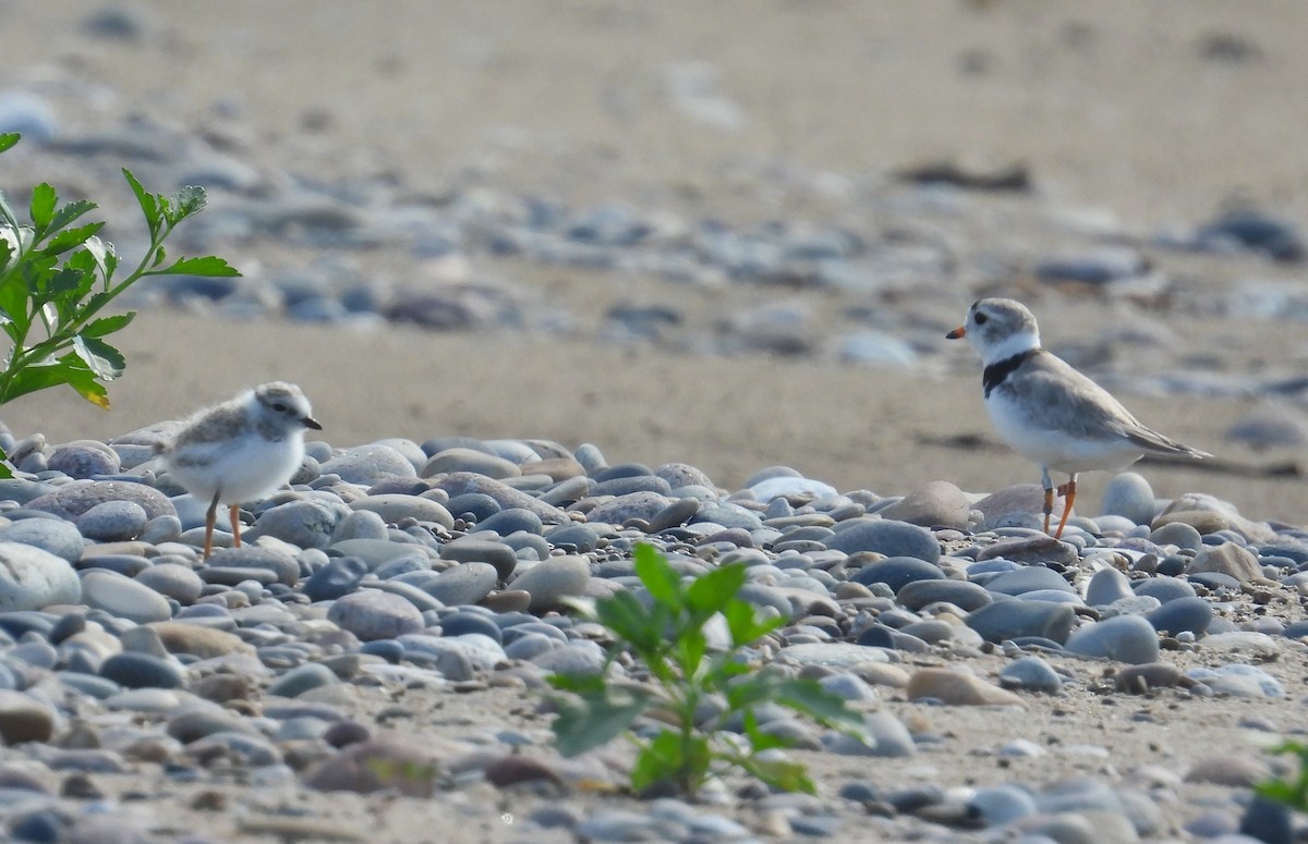 Piping Plover - ML621393741