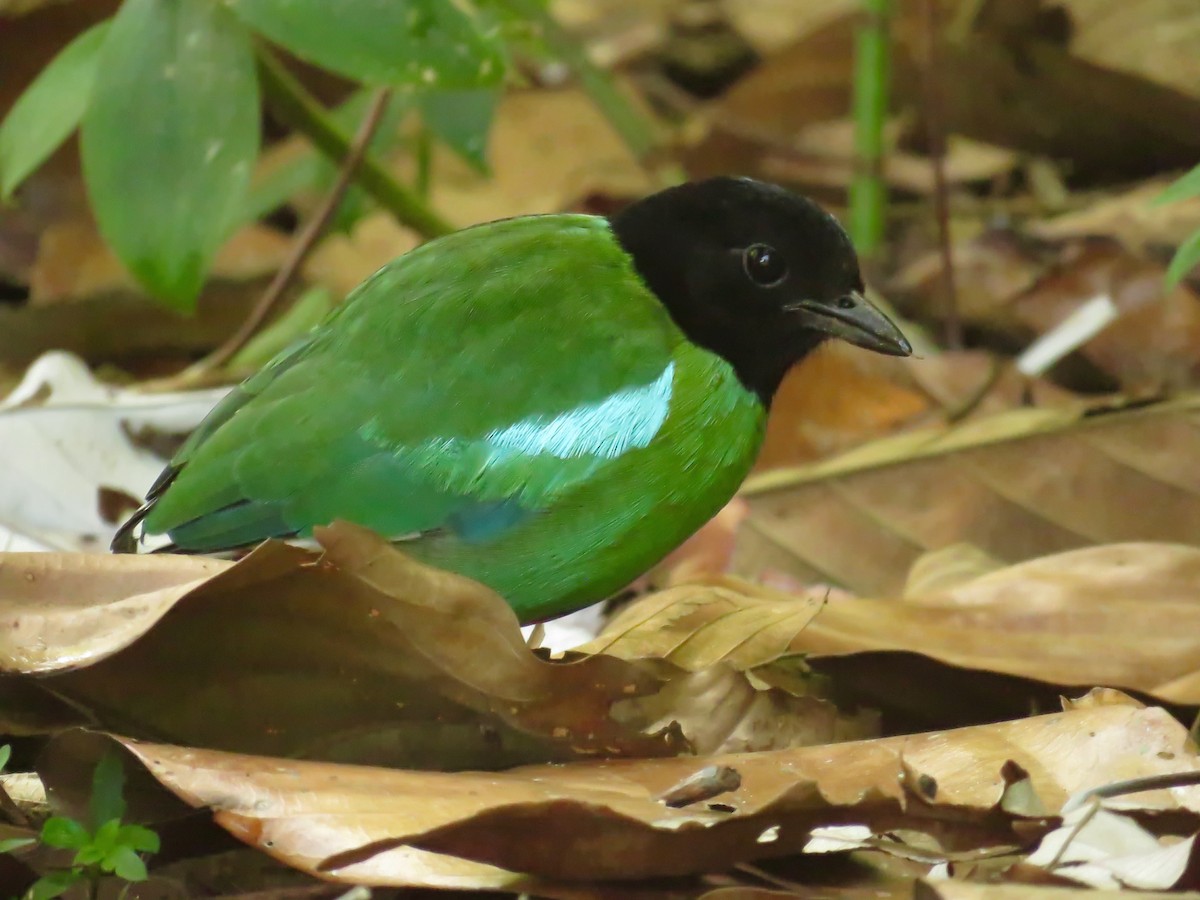 Western Hooded Pitta (Sunda) - ML621393755