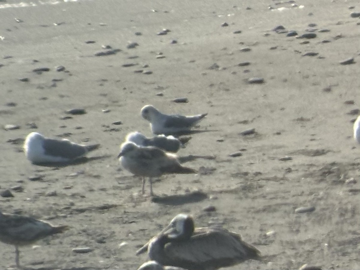 Black-legged Kittiwake - ML621393759